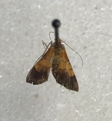 Pyrausta bicoloralis