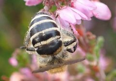 Colletes succinctus
