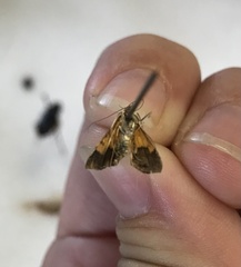 Pyrausta bicoloralis