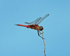 Tramea insularis