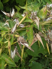 Vincetoxicum nigrum