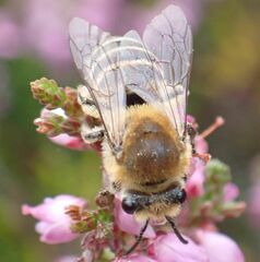 Colletes succinctus