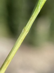 Carex phaeocephala