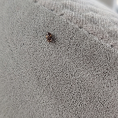Trogoderma simplex