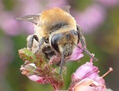 Colletes succinctus