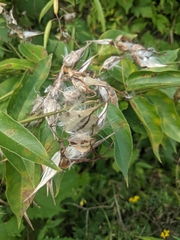 Vincetoxicum nigrum