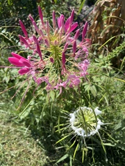 Cleome