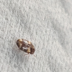 Trogoderma simplex