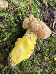 Boletus auripes