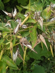 Vincetoxicum nigrum