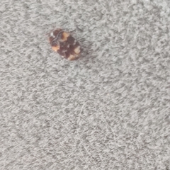 Trogoderma simplex