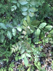 Fraxinus angustifolia