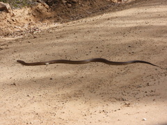 Pseudechis australis