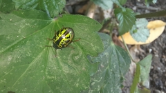 Calligrapha pantherina