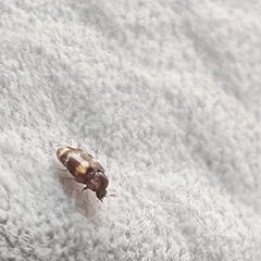 Trogoderma simplex