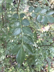 Fraxinus angustifolia