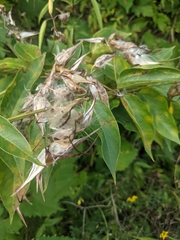 Vincetoxicum nigrum