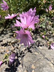 Malva moschata