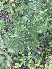 Fraxinus angustifolia