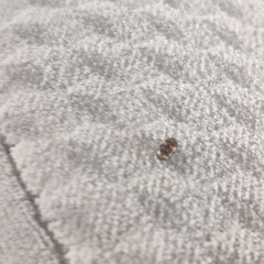 Trogoderma simplex