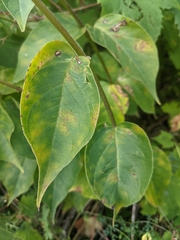 Vincetoxicum nigrum