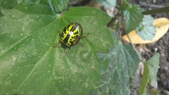 Calligrapha pantherina