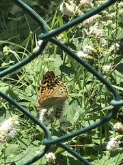 Argynnis pandora