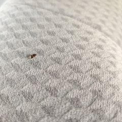 Trogoderma simplex