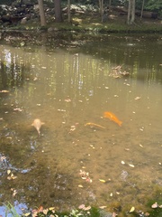 Cyprinus rubrofuscus