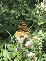 Argynnis pandora