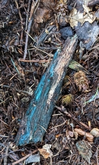 Chlorociboria aeruginascens