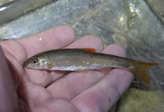 Campostoma spadiceum