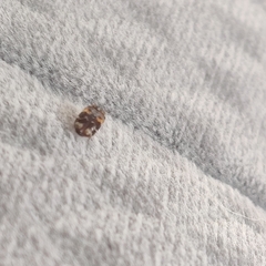 Trogoderma simplex