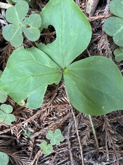 Trillium ovatum