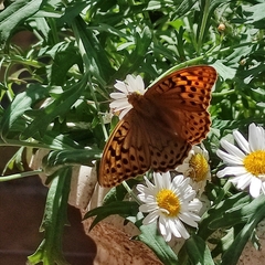 Argynnis pandora