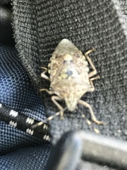 Rhaphigaster nebulosa