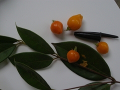 Calycorectes acutatus