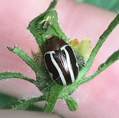 Calligrapha bidenticola