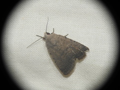 Caradrina flavirena