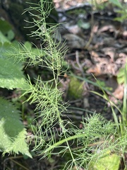 Asparagus officinalis