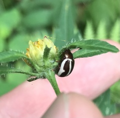 Calligrapha bidenticola
