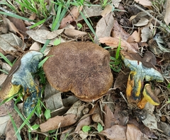 Cyanoboletus pulverulentus