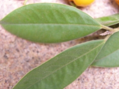 Calycorectes acutatus