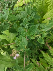 Origanum vulgare