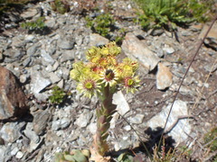 Sempervivum wulfenii