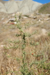 Asparagus verticillatus