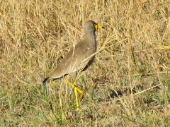 Vanellus senegallus lateralis