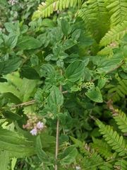 Origanum vulgare