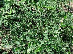 Polygonum arenastrum