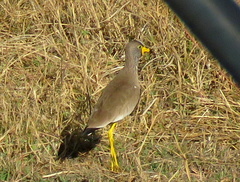 Vanellus senegallus lateralis